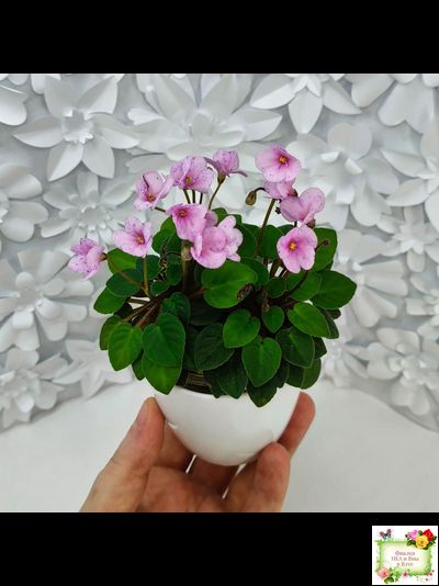 Frosted Fantasy (C.Sotkiewicz) трейлер