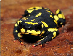 Жаба-клоун(Melanophryniscusstelzneri)