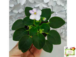 Белый Клоун (Е. и Я. Немчиновы) 2025 г. трейлер (укоренённый пасынок)