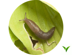 Моллюскоциды