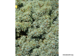 Ель колючая Пали