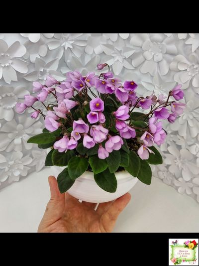 Flashy Trail (H.Pittman) TX Hyb трейлер