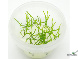 Мох Спайки (Taxiphyllum Spiky) меристемный