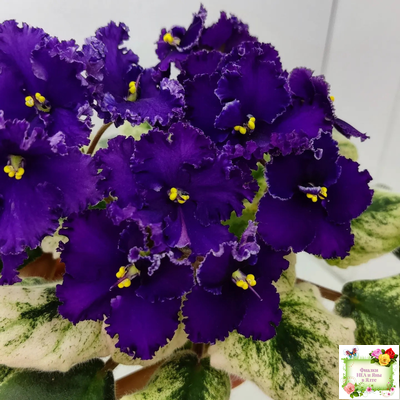 ЛЕ-Константин (Е. Лебецкая) 2019 г.