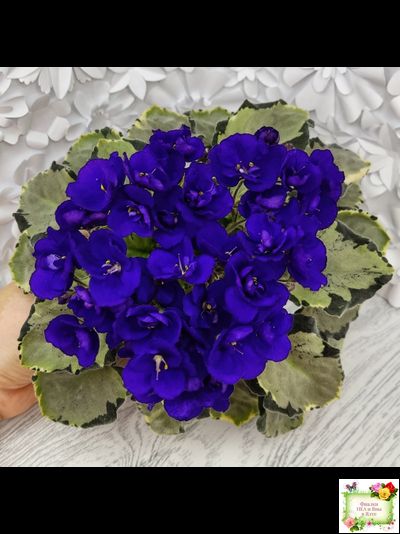 Harmony's Little Stinker-2 (Harmony) листовая химера