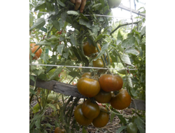 Томат Малахитовая шкатулка