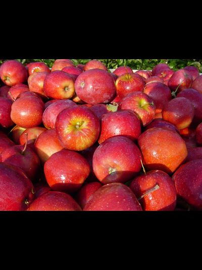 Ред Фри (яблоня)