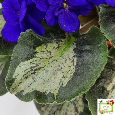 Harmony's Little Stinker (Harmony) листовая химера (пасынок сорт укоренённый)