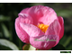 Paeonia Roselette