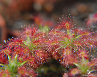 Геммы Drosera Roseana