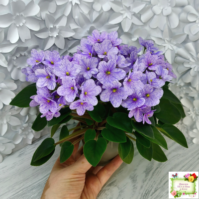 ГЕА-Весёлый Клоун (Е. Галицкая) 2024 г. трейлер