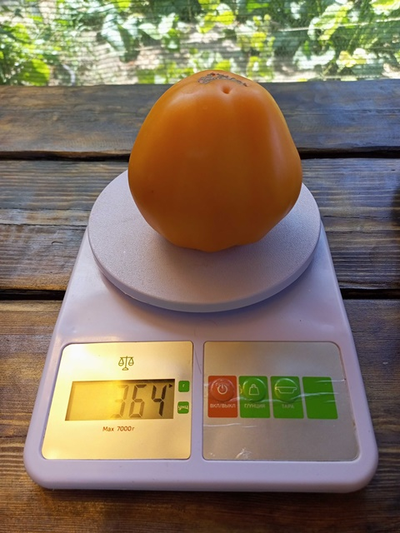 Томат Ранний оранжевый Розали (Rosalie’s early orange), США