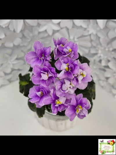 Fay's Madeleine (F. Wagman)