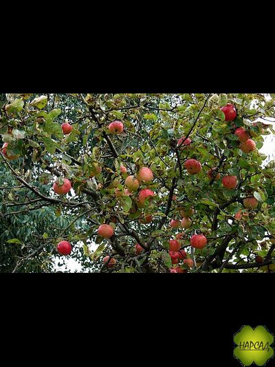 Яблоня "КОНФЕТНОЕ" сахарный вкус (саженец 1 год, на карликовом подвое)