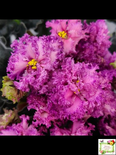 БР-Сочная Ягодка Люкс (С. и Н. Буркацкие) 2022 г.