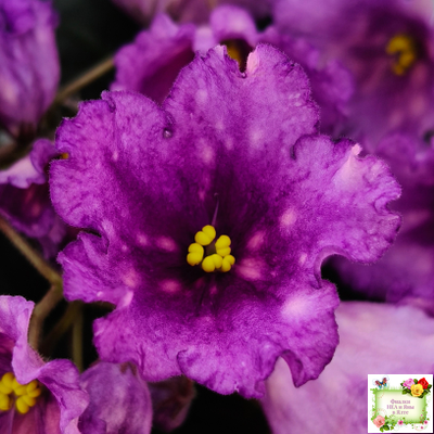 Nik-Кони в Яблоко  (Н. Булко) 2022 г. (пестролистный лонг)