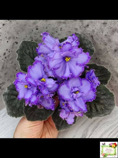 Blue Dragon (LLG/P.Sorano) (9516) 12/17/2005