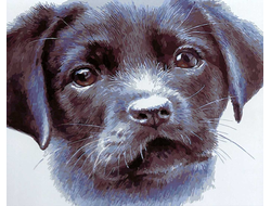 GX 5279 ����� �����