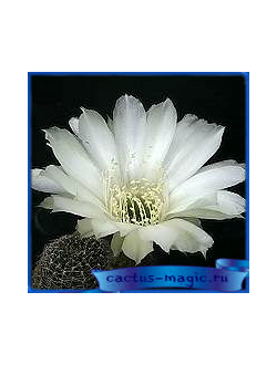 Lobivia famatimensis v. albiflora