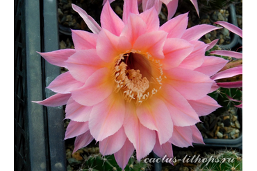 ECHINOPSIS hybrid `AURORA`