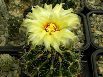 Hamatocactus setispinus v.hamatus SB 858 - 5 семян