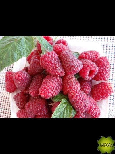 МАЛИНА "ИЗОБИЛЬНАЯ КАЗАКОВА" (СРЕДНЕСПЕЛАЯ, БЕСШИПНАЯ)