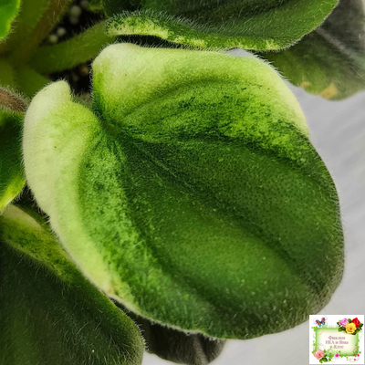 LV-Мариночка (Л. Шевелева) 2023 г. (клакамас бастл-листва с кроновой пестролистностью)