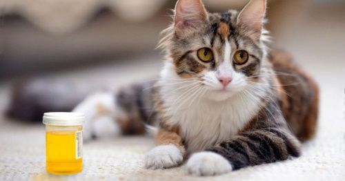 Собранная моча у кошки