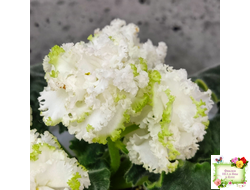 ЕК-Изумрудные Розы (Е.Коршунова) 2018 г.