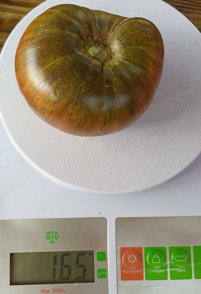 Томат гном Серый металлический пистолет (Gun Metal Grey)