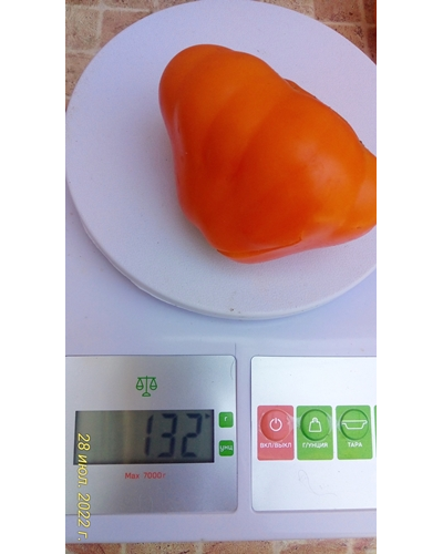 Томат Японский трюфель оранжевый