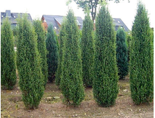 Можжевельник обыкновенный Hibernica (цена: от 690 руб)