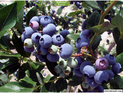 Голубика Элизабет - Elisabeth