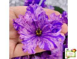 ВаТ-Инопланетянин (Т. Валькова) 2015 г.