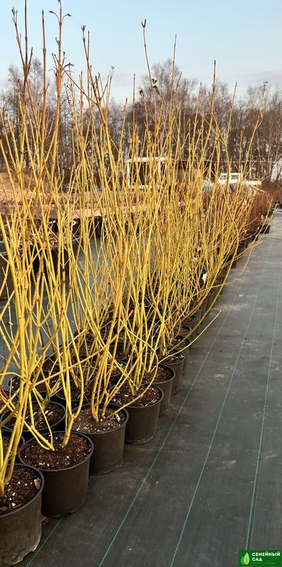 Дерен отпрысковый "Бадс Йелоу"