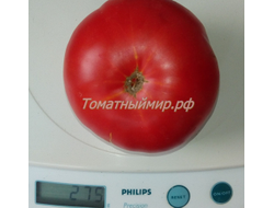 Томат Гном Кардинал Маура (Dwarf Maura’s Cardinal, США, Австралия)