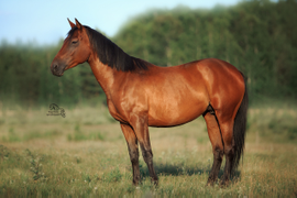 Хохлома, 2017г.р. тракено-ганноверская кобыла. Спокойная в прокате, Добролюбова с детьми, активна на манеже, управляема. 