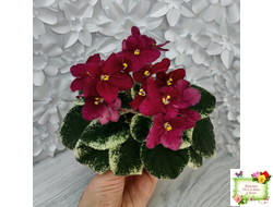 Mac's O'Scarlet O'Hara (G.McDonald) (Макс ОСкарлет Охара)