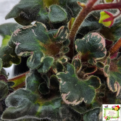 Н-Тет-а-Тет (Н. Бердникова) 2019 г. (лист укоренённый с деткой)