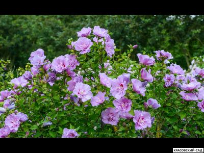 Гибискус Лавендер Шифон - Lavender Chiffon