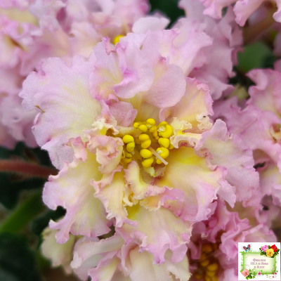 РМ-Яринка (Н. Скорнякова) 2021 г.