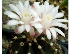 Gymnocalycium friedrichii hybr. - 5 семян