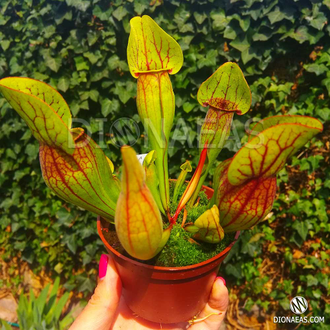 Sarracenia x alata x catesbaei