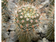 Notocactus roseoluteus BSCH 1891 (D=15mm, H=40mm)