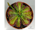 Drosera Coccicaulis - Drosera venusta, Drosera natalensis