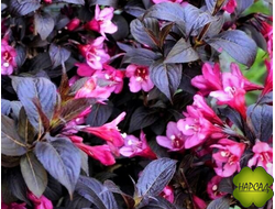 Вейгела "ЭЛЬВИРА" (ОЧЕНЬ КРАСИВАЯ ЛИСТВА И ЦВЕТЫ)