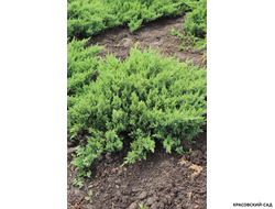 Можжевельник Сан Хосе - San Jose