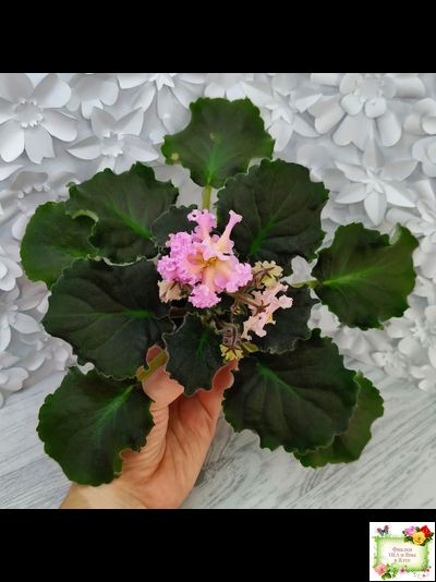 РМ-Оранжевое Лето (Н. Скорнякова) 2022 г. (детка)