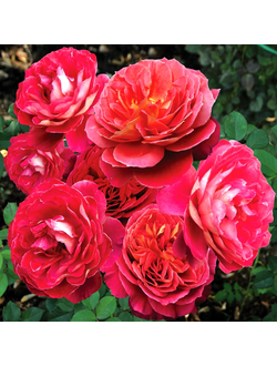 Рен Саммю (Reine Sammut)