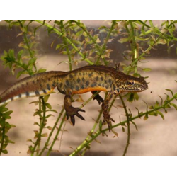 Карпатский тритон (Lissotriton montandoni)